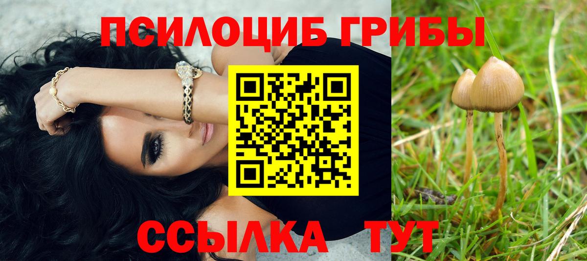 Галлюциногенные грибы Psilocybine cubensis Санкт-Петербург